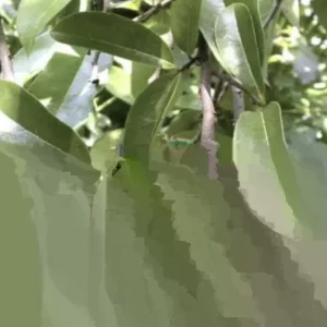 Soursop Tree Live Plant - Annona Muricata Graviola Guanabana - 18-25 inches Tall - Image 1