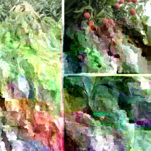 Sweet Lychee Live Air-layered Tree - 2 Feet Tall, Edible Fruit Tree, Outdoor - Image 5