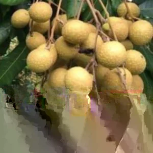 Longan Dimocarpus Fruit Tree Live Plant, Tropical, 5-8 inches Tall, Outdoor - Image 2