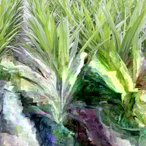 Pandan Live Plant (Lá Dứa) 10-17 inches Tall - Organically Grown Potted - Image 5