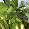 100 Fresh Organic Cashew Leaves - Naturally Grown foliage - Image 1