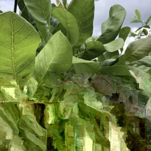 100 Fresh Organic Cashew Leaves - Naturally Grown foliage - Image 1