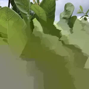 100 Fresh Organic Cashew Leaves - Naturally Grown foliage - Image 4