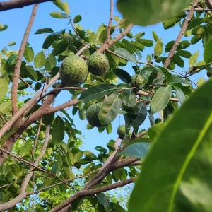 Annona Muricata Mountain Soursop Live Plant 12-20 inch Tree Tropical Outdoor - Image 2