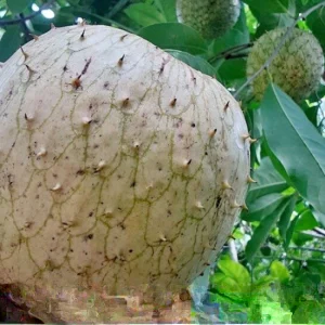 Annona Muricata Mountain Soursop Live Plant 12-20 inch Tree Tropical Outdoor - Image 7