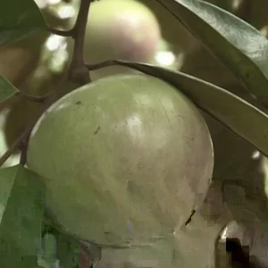 Green Star Apple Caimito Fruit Tree Live Plant - Chrysophyllum Cainito 24