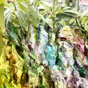 Grafted Mango Live Tropical Fruit Tree 15-25 inch Tall - Indoor/Outdoor - Image 4