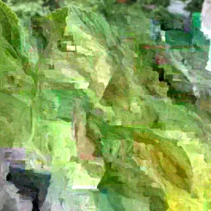 African Potato Mint Live Plant – Organic – 3 Plants in Cup – 5-8