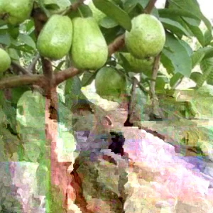 Guava Fruit Tree Live Plant 5-8 inches - Exotic Tropical Fruit - Image 3