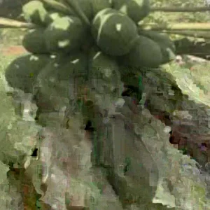 Papaya Live Plant - Organic, Fully Rooted, Fast Growing, 5-10 Inches Tall - Image 1