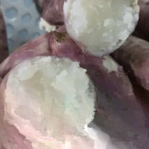 Cuban Sweet Potato Slips - 15 Cuttings for Planting - Edible Root Vegetable - Image 1