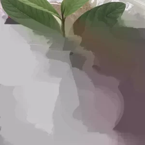 Pink Guava Live Plant 9-12 inch - Exotic Tropical Fruit Tree - Image 1