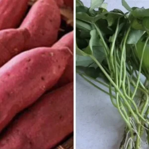 10 Organic Red Japanese Sweet Potato Cuttings - Ready to Plant Slips for Gardening - Image 3