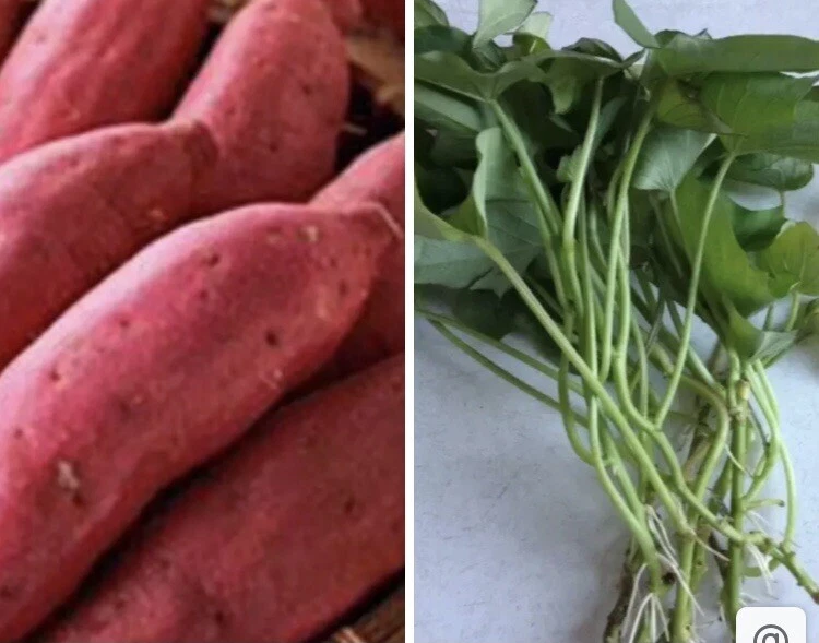 10 Organic Red Japanese Sweet Potato Cuttings - Ready to Plant Slips for Gardening - Image 3