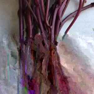 10 Orange Sweet Potato Slips - Copper Jewel Variety Cuttings - 90 Days to Harvest - Image 1