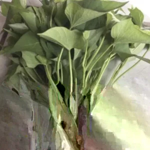 Sweet Potato Slips Variety Pack - 15 Cuttings - Red Japanese, Okinawa, Beauregard - Image 2