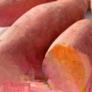 10 Beauregard Sweet Potato Slips - Organic Edible Plant Cuttings for Growing - Image 2