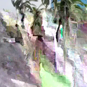 Mango Live Tropical Fruit Tree Plant 10-14 inches Tall - Indoor & Outdoor - Image 4