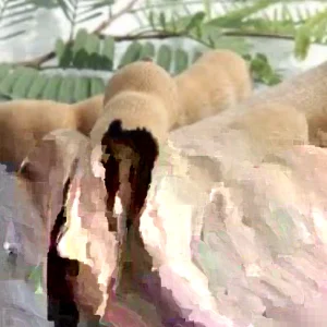 Sweet Tamarind Tree Live Plant – Thai Me Ngọt Variety, 4-12 Inch Tall, Outdoor - Image 3