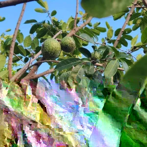 Annona Muricata Mountain Soursop Tree Live Plant – Organic 5-9 inch Tropical Fruit Tree - Image 6