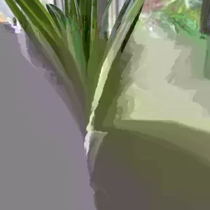 Pandan Leaves Live Plant (Lá Dứa) - Organic, 10-17 inches Tall, Potted - Image 1