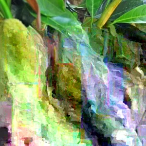 Jackfruit Seedling Plant - Artocarpus Heterophyllus - 6-12 inch Organic Live Plant Outdoor - Image 5