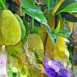Jackfruit Seedling Plant - Artocarpus Heterophyllus - 6-12 inch Organic Live Plant Outdoor - Image 1