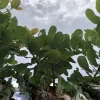 100 Fresh Organic Cashew Leaves - Culinary & Herbal Use - Image 1