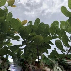 100 Fresh Organic Cashew Leaves - Culinary & Herbal Use - Image 1