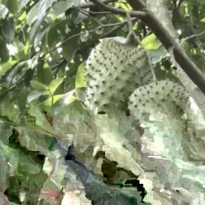 Annona Muricata Graviola Soursop Guanabana Live Fruit Tree 12-16 Inches Tall Outdoor Tropical - Image 6