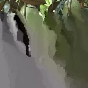 20 Sweet Potato Slips Variety Pack - Beauregard, White, Purple, Red Japan for Planting - Image 1