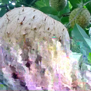 Annona Muricata Mountain Soursop Live Plant – 12-20 Inch Tropical Fruit Tree - Image 7