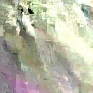 10 White Sweet Potato Slips - Asian Khoai Cuttings for Growing Edible Plants - Image 5