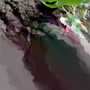 Beauregard Sweet Potato Plants - 5 Organic Slips, Orange Flesh, Full Sun - Image 2