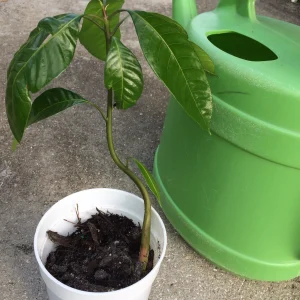 Mango Live Tropical Fruit Tree - 10-14 Inch Plant in Pot - Indoor/Outdoor Edible Fruit - Image 5