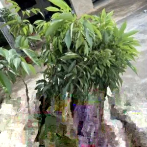 Sweet Lychee Live Plant - Air-layered Fruit Tree, 2 Feet Tall - Outdoor Tropical Edible - Image 1