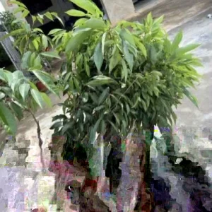 Sweet Lychee Live Plant - Air-layered Fruit Tree, 2 Feet Tall - Outdoor Tropical Edible - Image 5