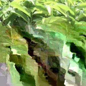 Soursop Tree Live Plant Annona Muricata Graviola Guanabana 18-25 inches Tall Tropical Outdoor - Image 2