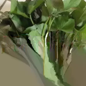 Sweet Potato Slips Variety Pack - 15 Live Slips - Korea Purple, Okinawa, White - Full Sun - Image 4