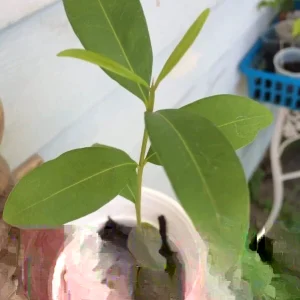 Black Java Plum (Syzygium Cumini) Live Plant 6-10 inch Fruit Tree Indoor/Outdoor - Image 1