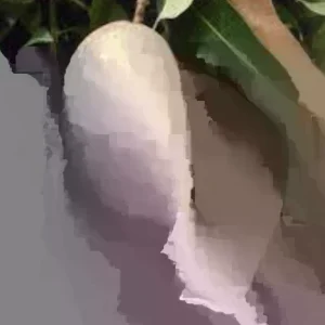 Sweet Potato Slips Variety Pack - 20 Live Slips (Purple, Okinawa, Japanese Red, Beauregard) - Outdoor Edible Plant - Image 6