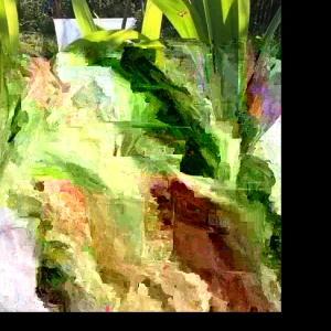 Annona Muricata Mountain Soursop Tree Live Plant 5-9 inches Tall Organic Growth Outdoor - Image 1