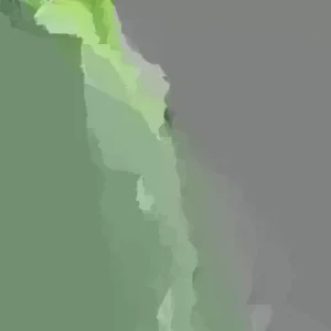 Katuk Plant Live - Asparagus Sweet Leaf (Sauropus androgynus) - Potted Vegetable - Image 3