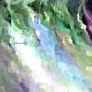 15 Cuban Sweet Potato Slips - Live Plant Cuttings for Growing - Image 1