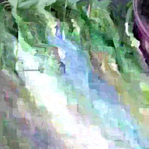 15 Cuban Sweet Potato Slips - Live Plant Cuttings for Growing - Image 4