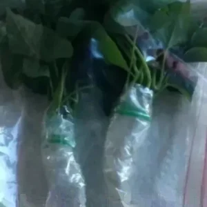 10 Organic Okinawa Purple Sweet Potato Slips - Cuttings for Planting - Image 7