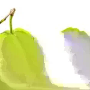 Guava Fruit Tree Live Plant 5-8 inches - Exotic Tropical Fruit - USDA Zones 9-12 - Image 1