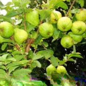 Pink Guava Live Plant – Tropical Fruit Tree – 9-12 inch Tall – Delicious Exotic Fruit - Image 8