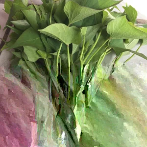 15 Okinawa Purple Sweet Potato Slips - Organically Grown Cuttings - Khoai Lang - Image 2