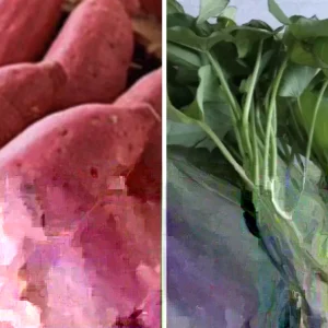 10 Organic Red Japanese Sweet Potato Cuttings - Ready to Plant Slips - Image 2